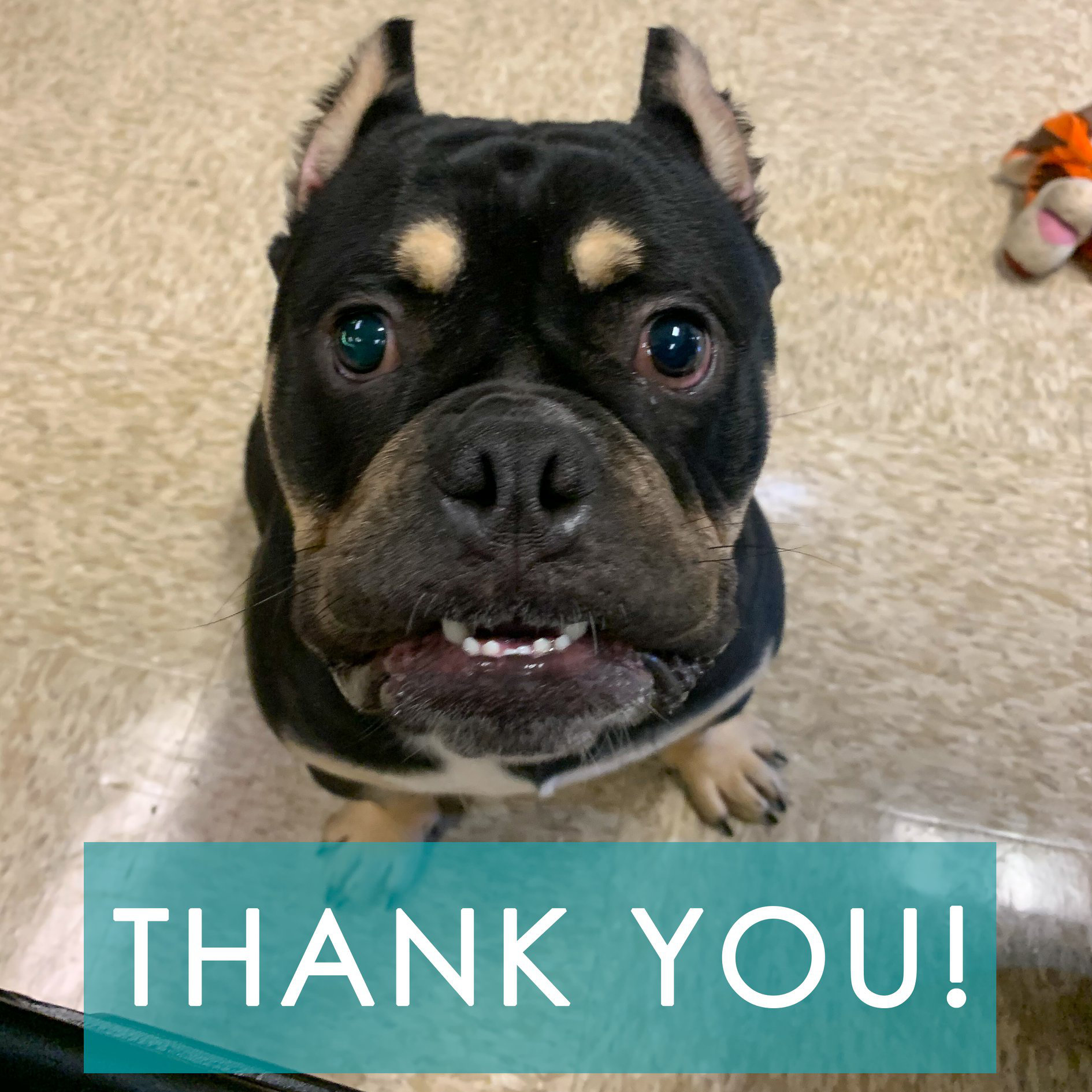 Logo for Front Street Animal Shelter - City Of Sacramento