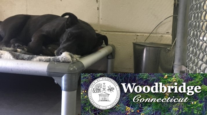Logo for Woodbridge Municipal Animal Control