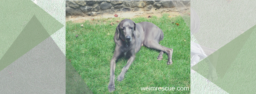 Logo for Weimaraner Rescue Of The South