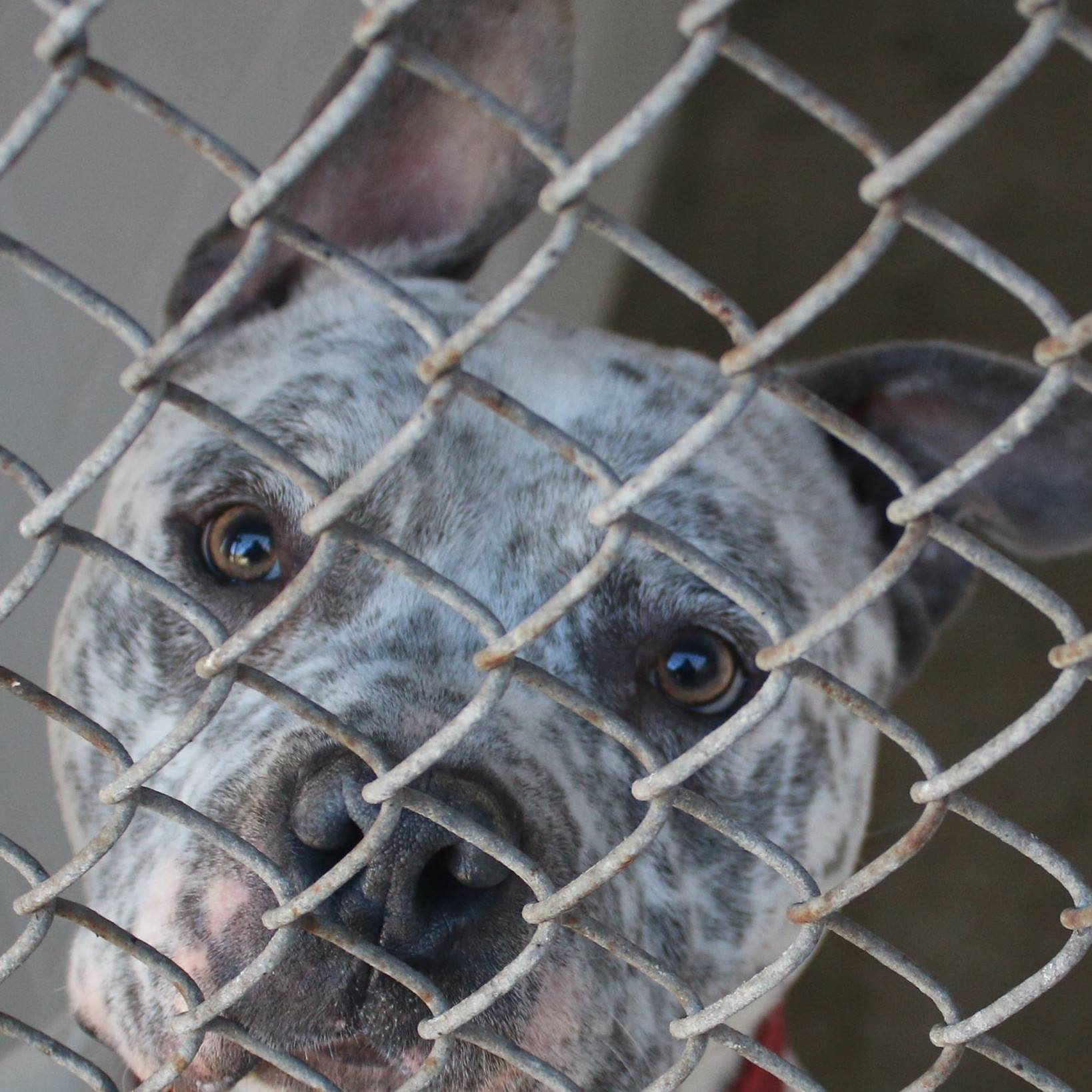 Logo for Waterbury Animal Control