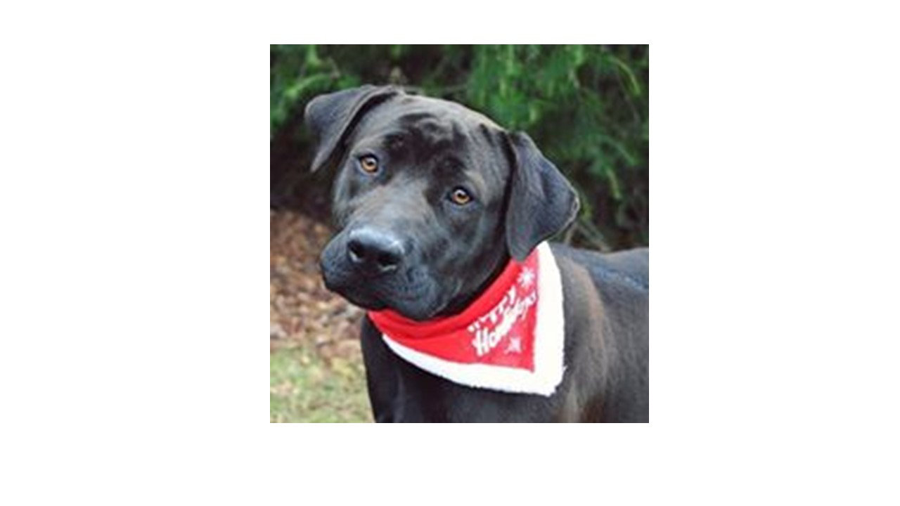 Logo for Iredell County Animal Services