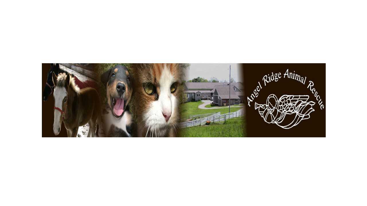 Logo for Angel Ridge Animal Rescue
