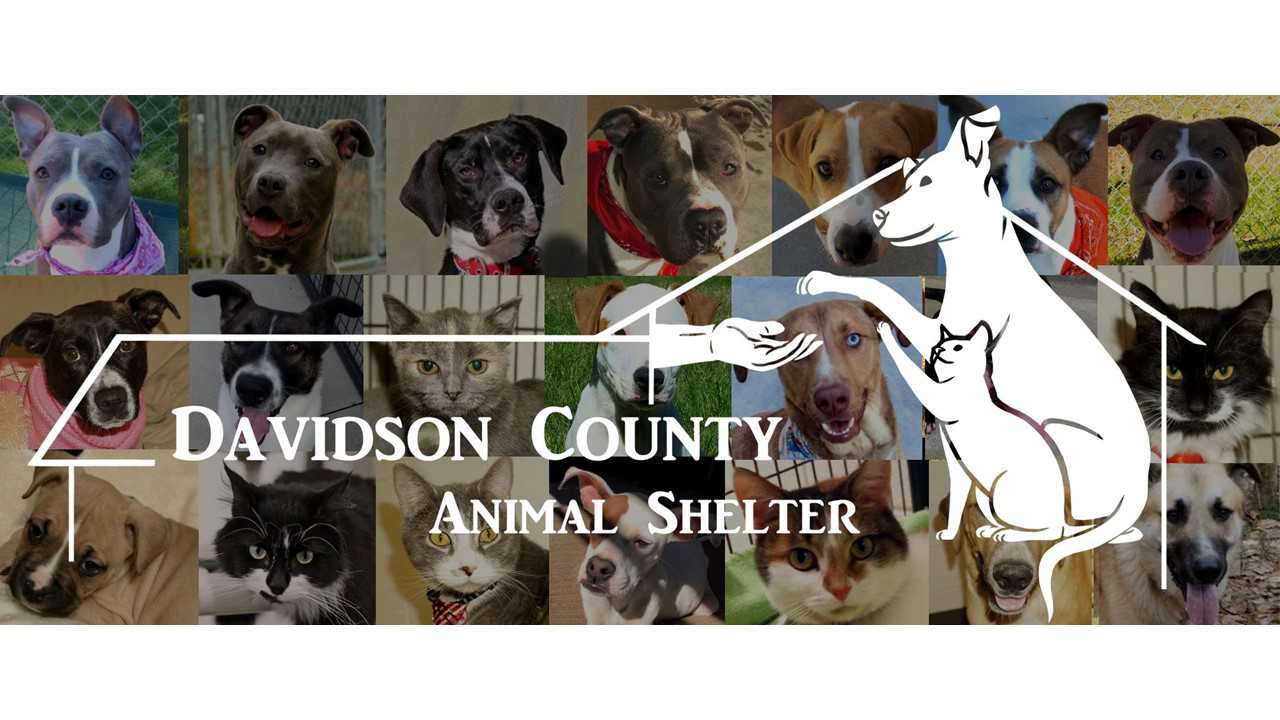 Logo for Davidson County Animal Shelter