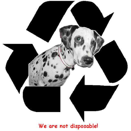 Logo for Recycled Canines Dalmatian Rescue