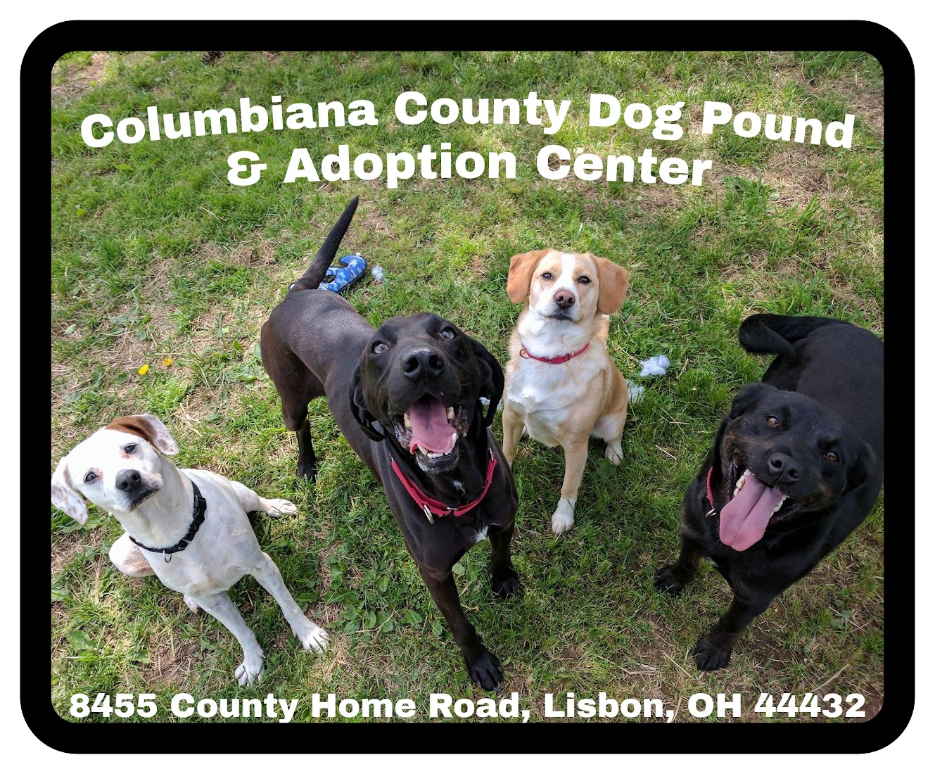 Logo for Columbiana County Dog Pound