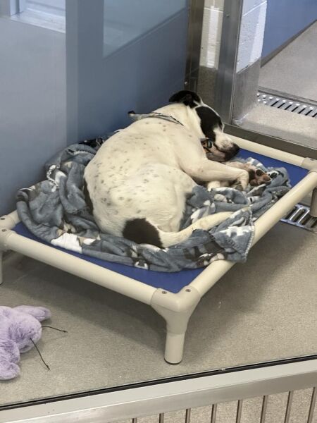 Logo for Maricopa County Animal Care & Control East Shelter