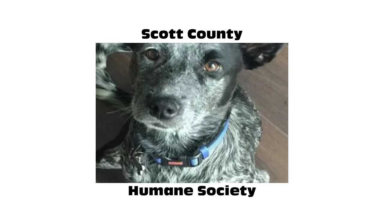 Logo for Scott County Humane Society