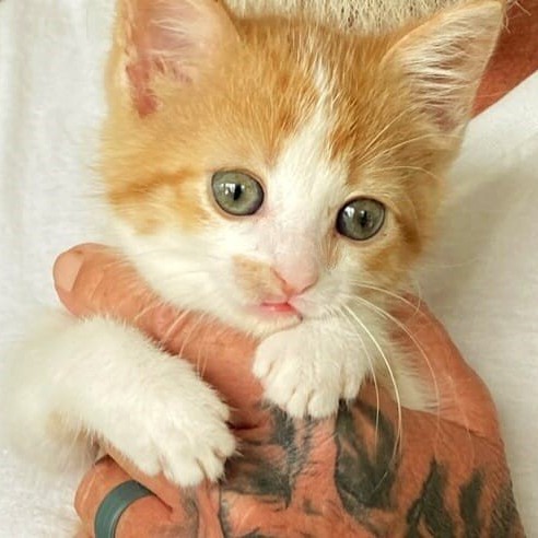 Logo for Richland Animal Rescue