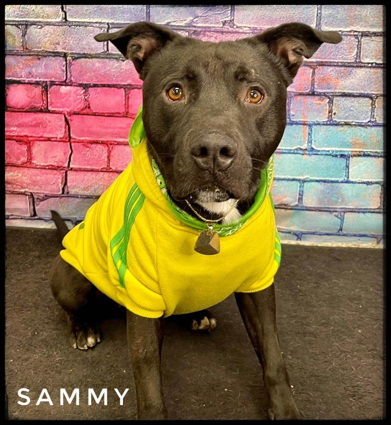 Logo for Genesee County Animal Shelter