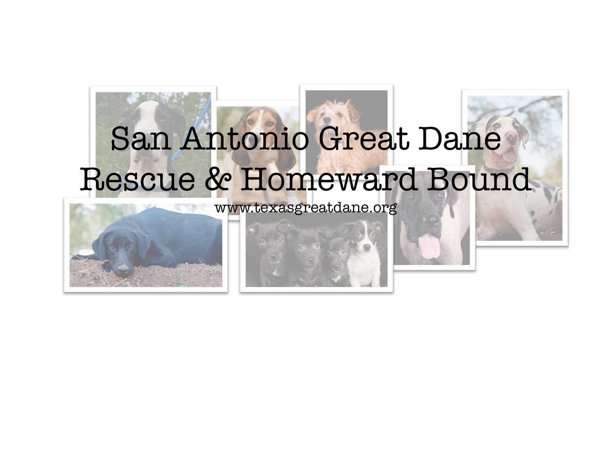 Logo for San Antonio Great Dane Rescue / Homeward Bound