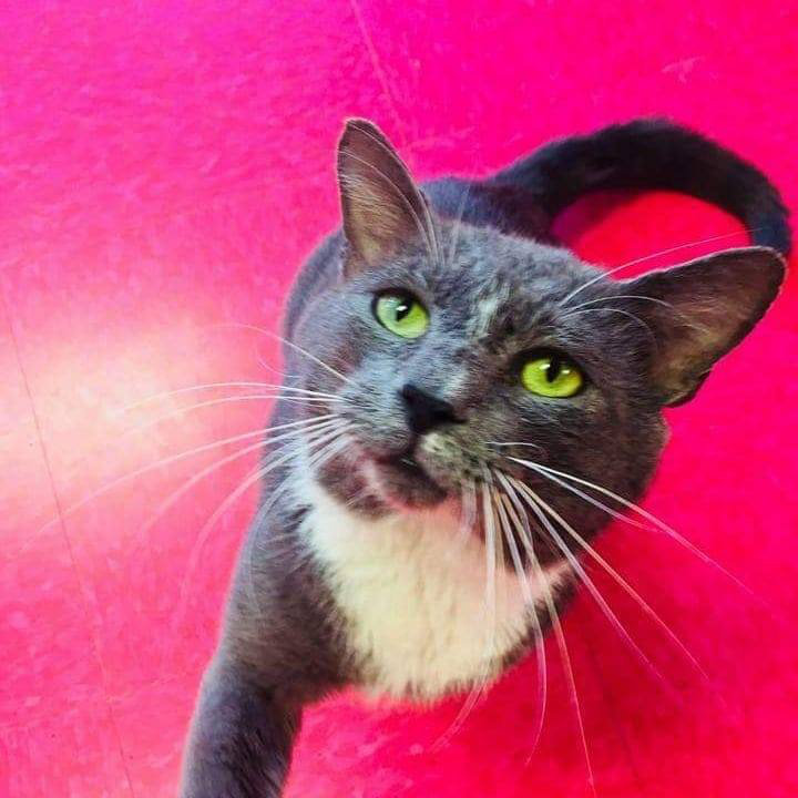 Logo for S.W.A.C. - Sally Wetherbee Adoption Center