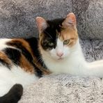 Logo for The Scratching Post