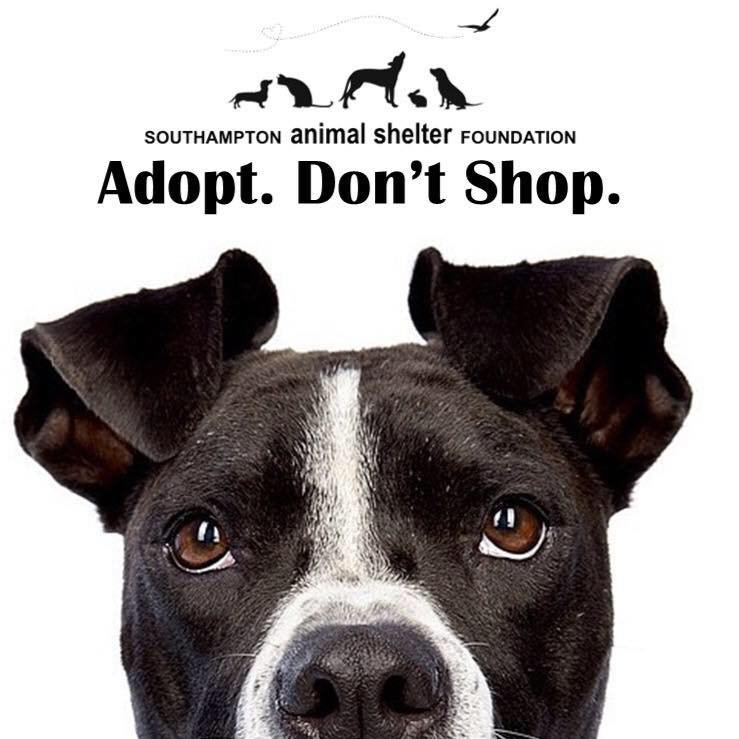 Logo for Southampton Animal Shelter Foundation