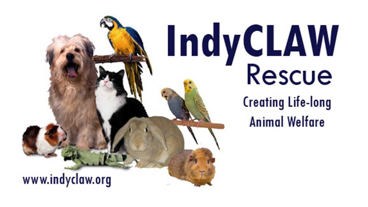 Organization's Logo