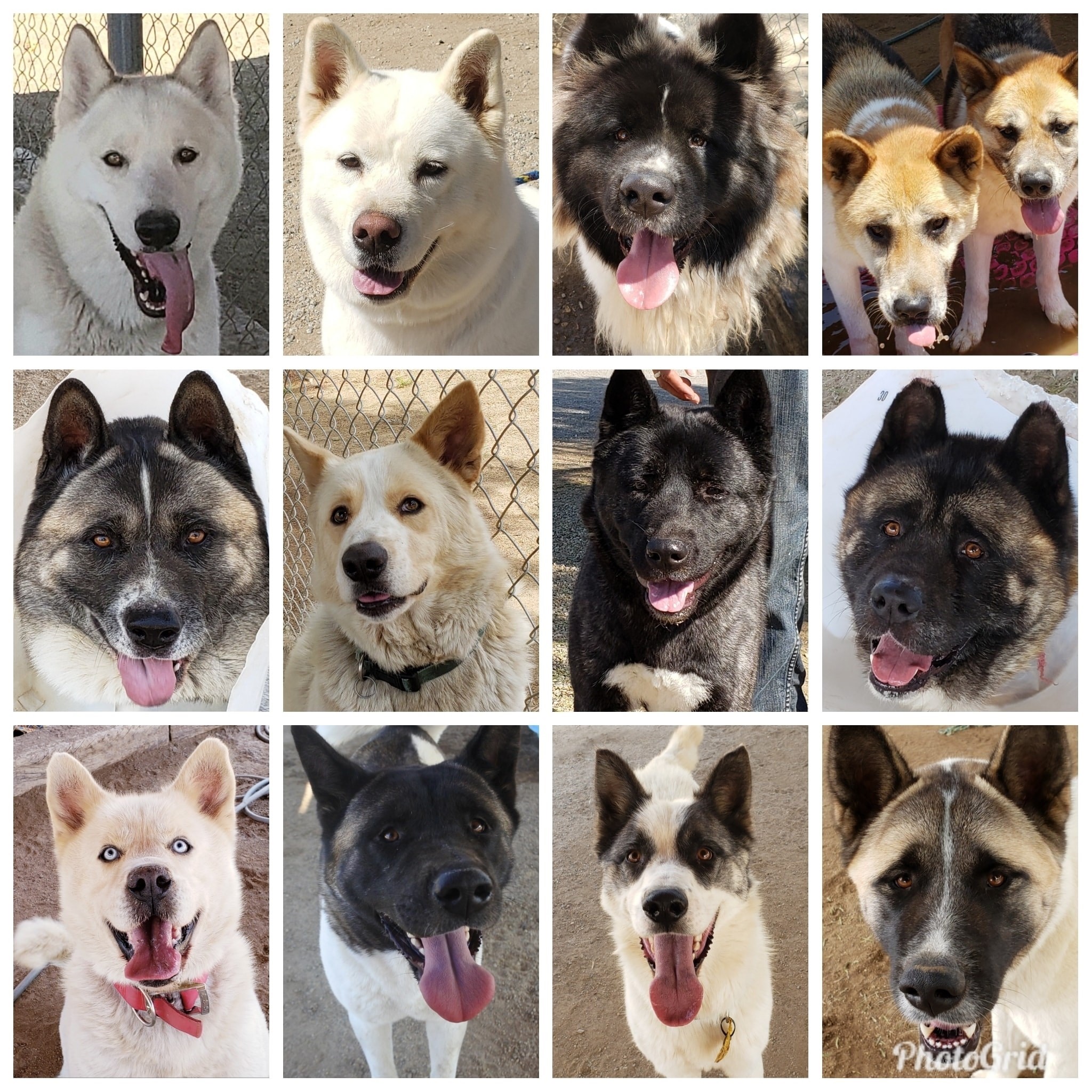 Logo for A Passion For Paws Rescue