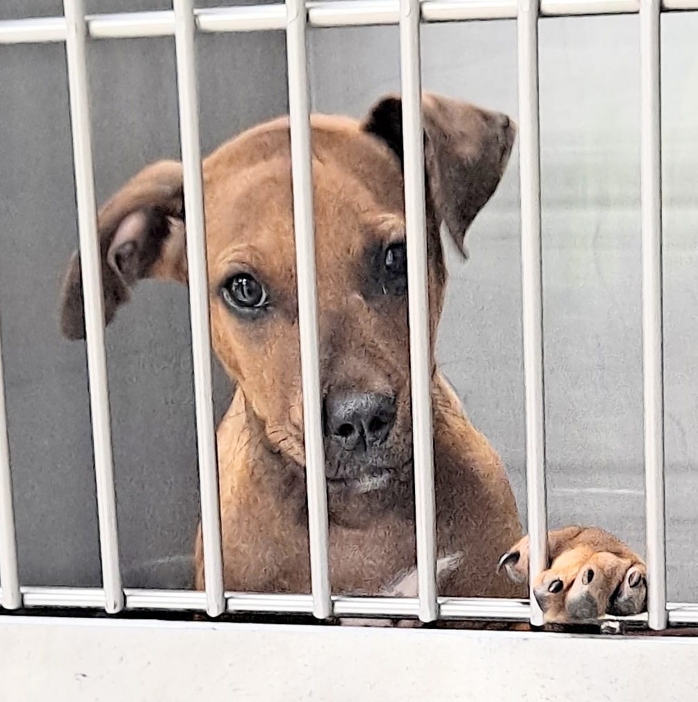 Logo for City of Jasper Animal Shelter