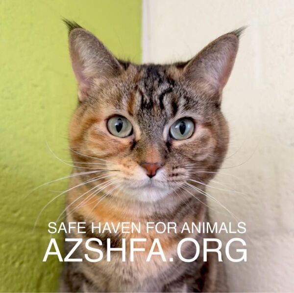 Logo for Safe Haven for Animals