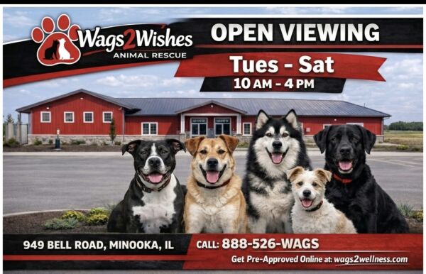 Logo for Wags 2 Wishes
