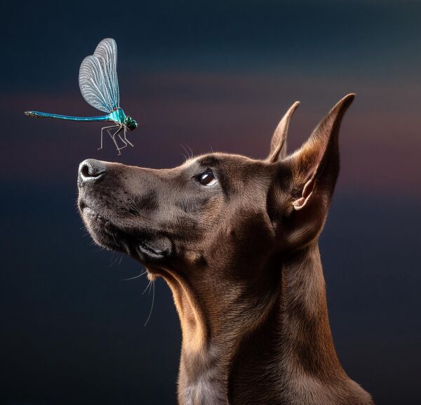 Logo for Trogers TRD Rescue