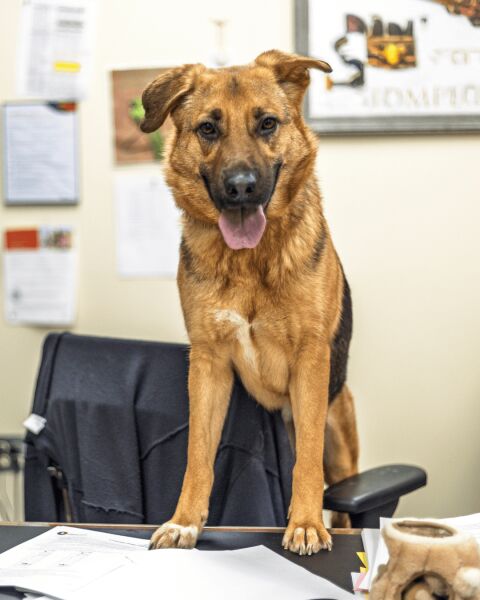 Logo for Gwinnett Animal Welfare & Enforcement