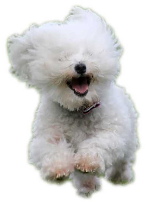 Tidewater bichon sales frise rescue