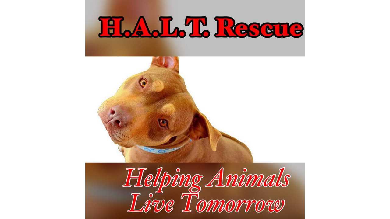 Logo for Helping Animals Live Tomorrow - H.A.L.T. Rescue