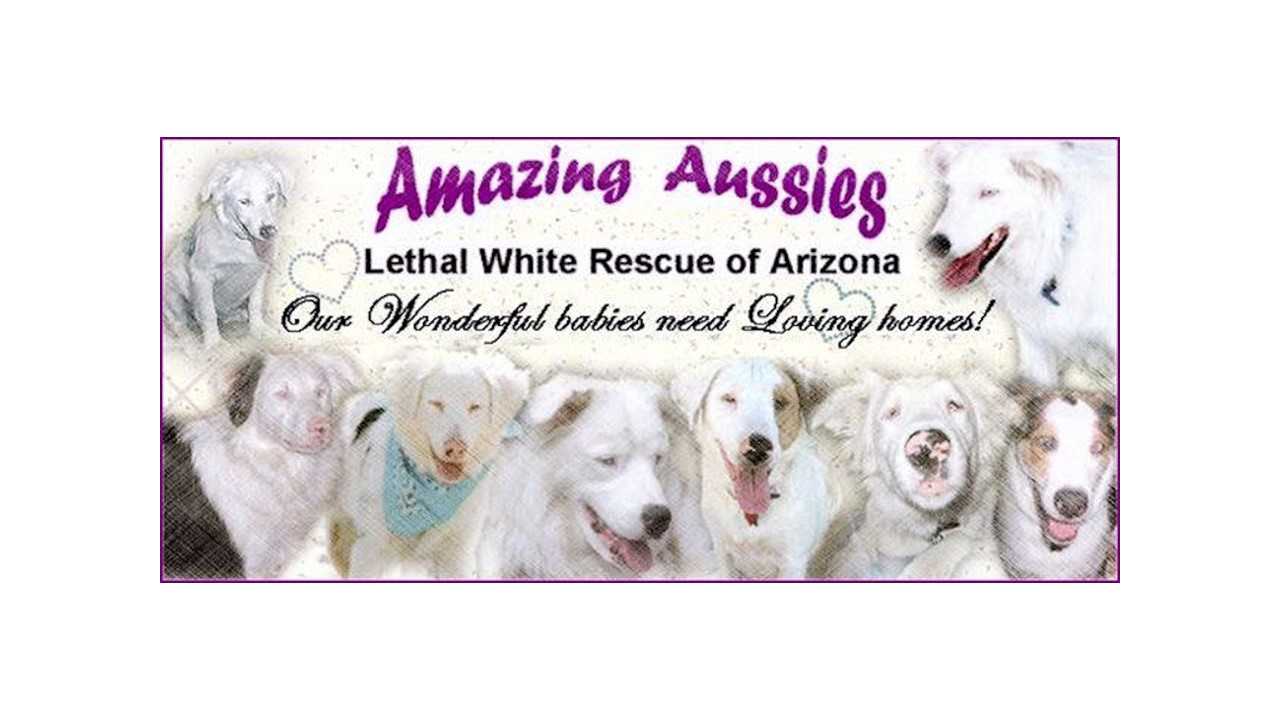 Logo for Amazing Aussies Rescue