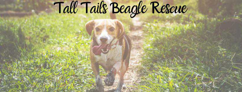 Logo for Tall Tails Beagle Rescue