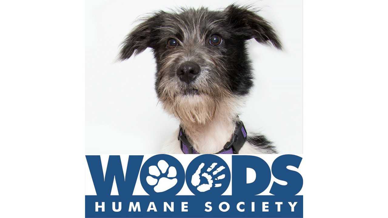 Logo for Woods Humane Society