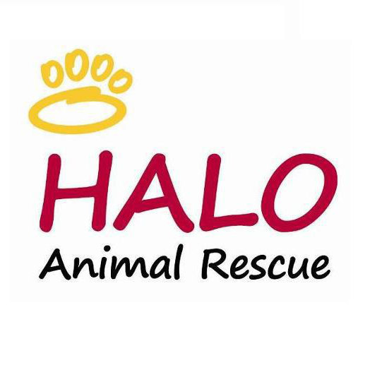 Organization's Logo