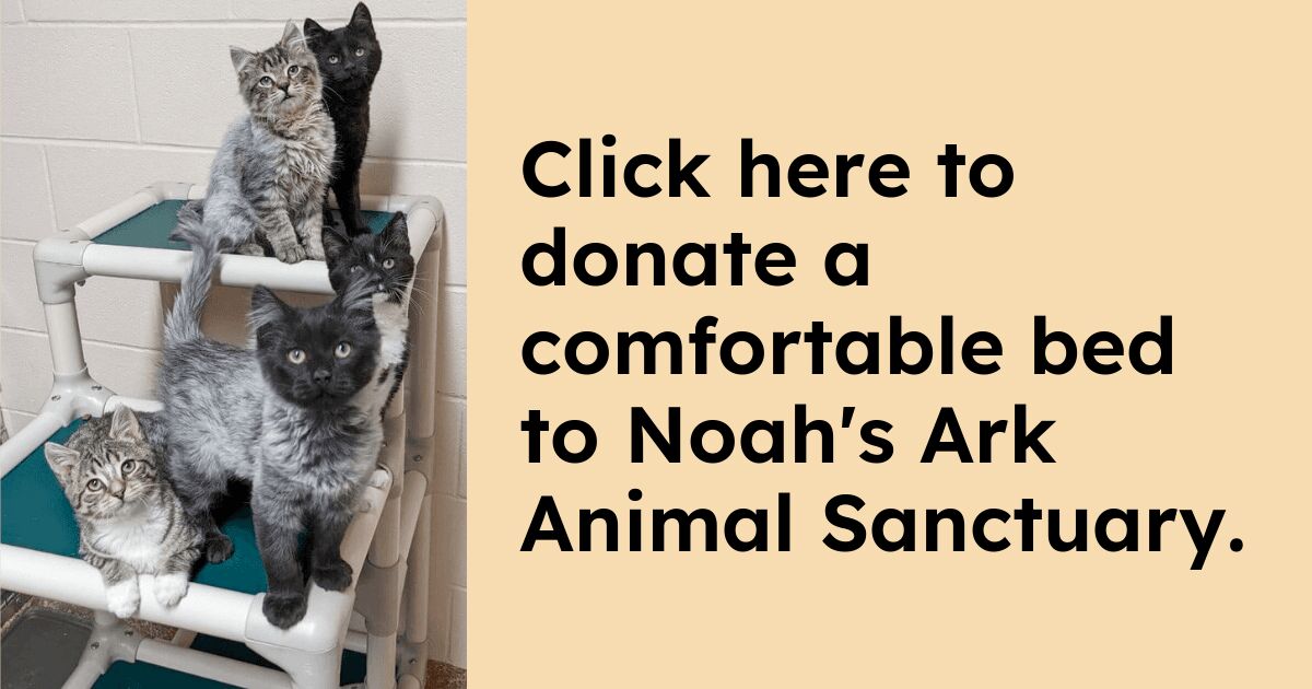 Donate to Noah's Ark Animal Sanctuary Kuranda ShelterBeds