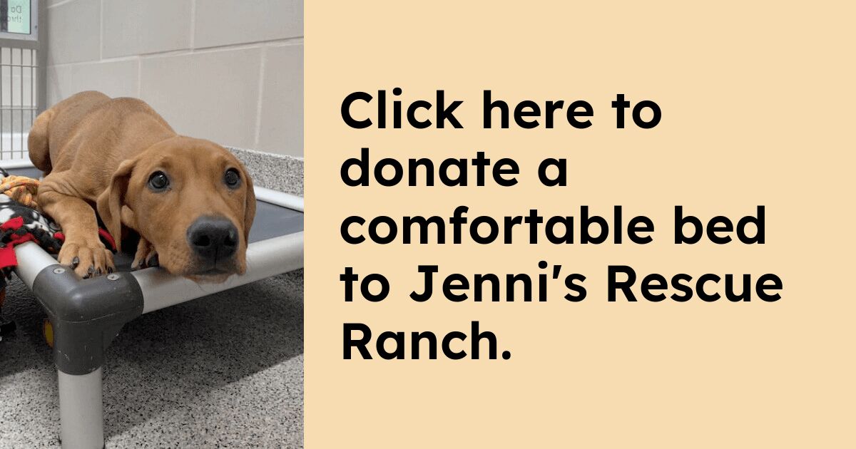 Donate to Jenni's Rescue Ranch | Kuranda ShelterBeds