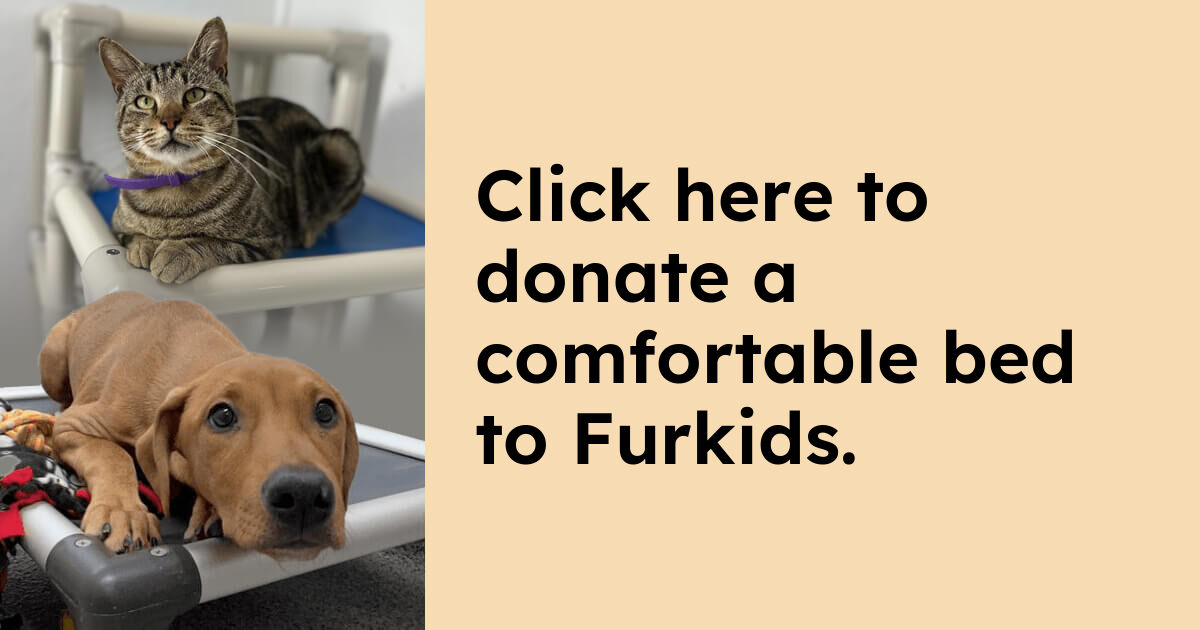 Donate to Furkids | Kuranda ShelterBeds