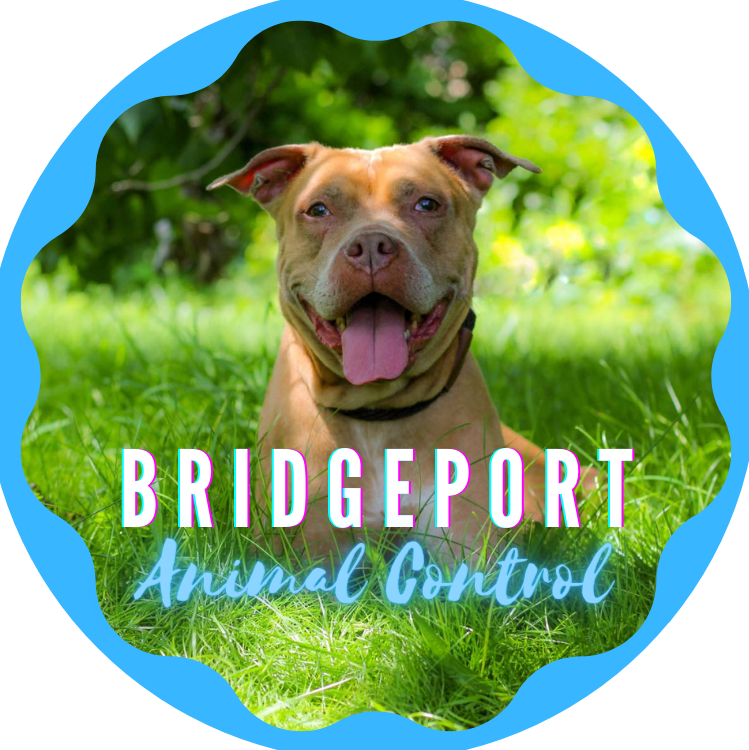 Donate to Bridgeport Animal Control Kuranda ShelterBeds